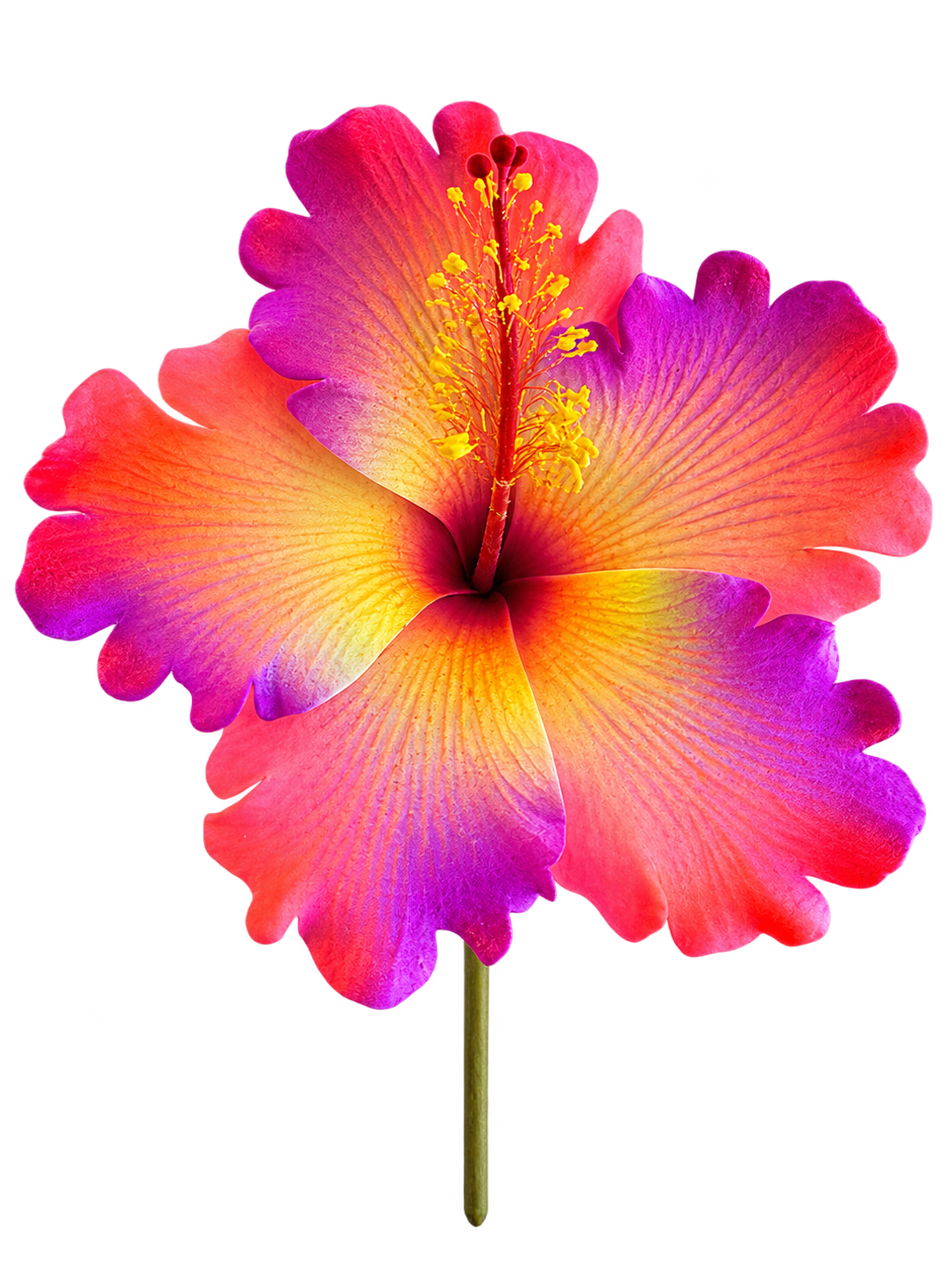 Sunset Hibiscus Sei - 4.5" (Earpiece)