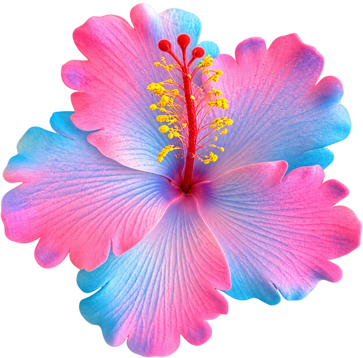 Pink/Blue Hibiscus Sei - 4.5" (Earpiece)